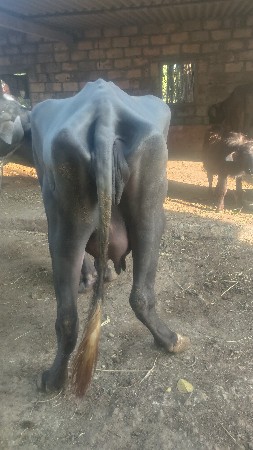 थंबनेल 3