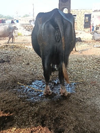 15 દિવસની કાચી