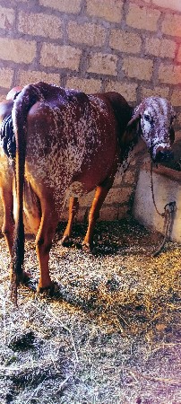 એશફકોશ..ગાયવેશવાનીછે