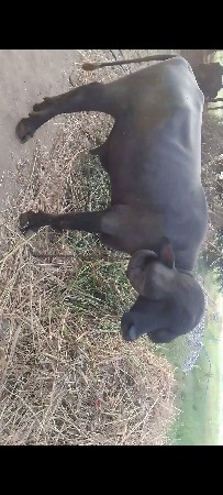 પાડો વેચવાનો છે બે દાતે છે