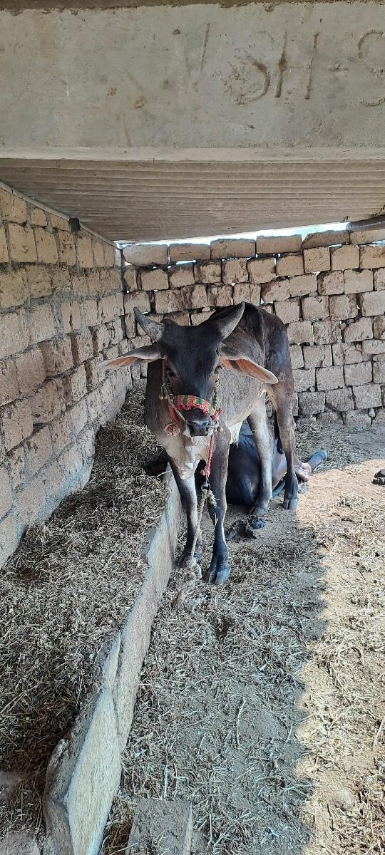 ગોઢલા વેચવાનાછે