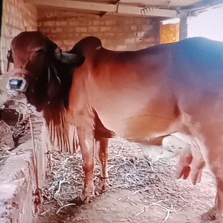 ગાય વેચવાનીછે