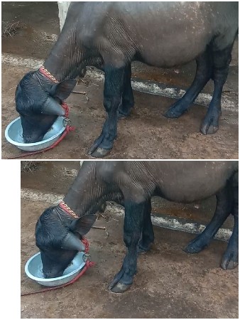 પાડો વેસવાનો છે