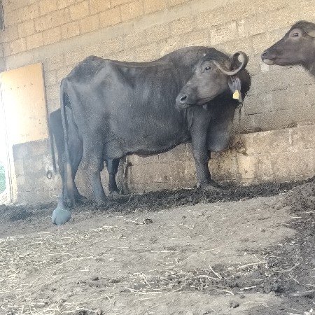 ભેંસ વેચવાની છે
