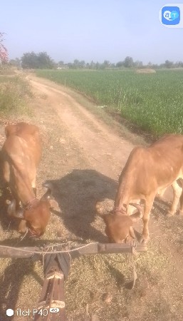 थंबनेल 2