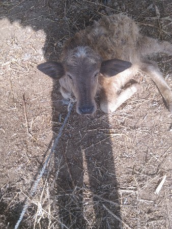 મેં વેચવાની છે