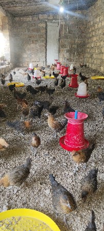 थंबनेल 6