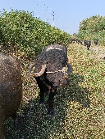 પાડો વેચ વાનોછે