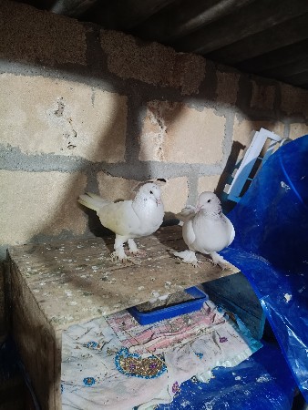 थंबनेल 2