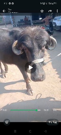 થંબનેલ 1