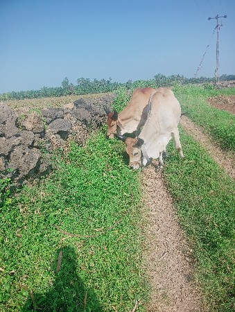 थंबनेल 3