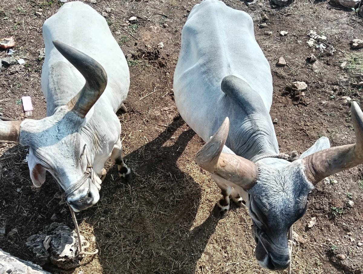 બળદ વેચવાના છે