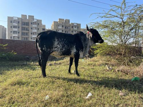 ગાય વેચવાની છે