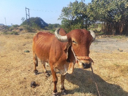 ગોંઢલા વેચવાના છે