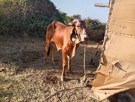 થંબનેલ 3