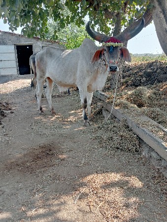 થંબનેલ 3