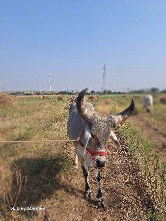 थंबनेल 3