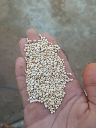 બિયારણ ની જુવાર વેચવા ની છે