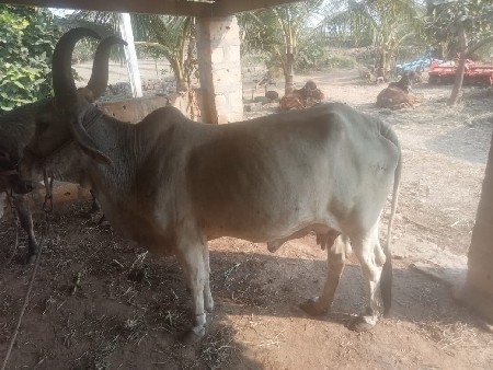 थंबनेल 2