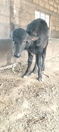 પાડી વેચવા ની છે