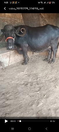 ભેંશ વેશવા ની છે