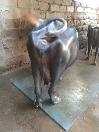 ભેંશ વેચવાની છે સોથુ વેતર