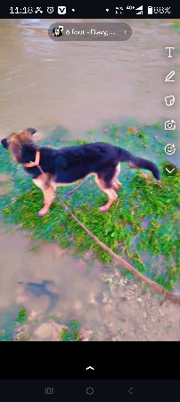 ઝર્મનસેફ  કૂતરી સે.