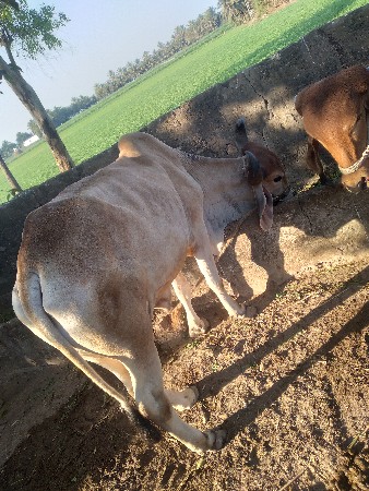 થંબનેલ 2