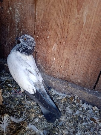 કબૂતર વેચવાના છે