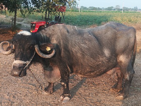 ભેસ વેચવાની છે