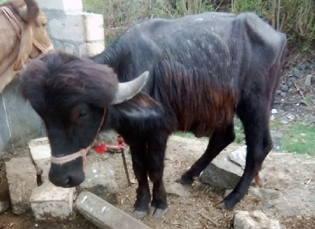 थंबनेल 2