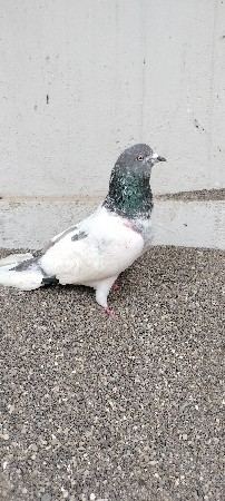 Bhai aa nar vish VA no she 1