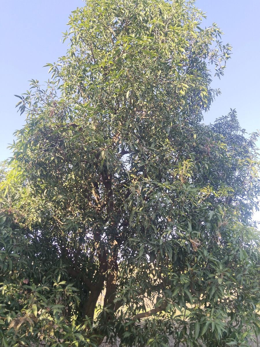 બગીચાનો ઈજારો દેવાનો