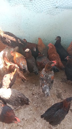 થંબનેલ 3