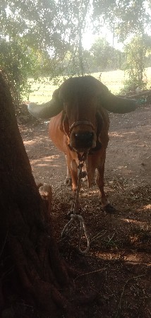 थंबनेल 3