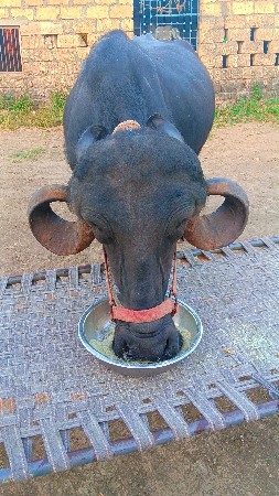 थंबनेल 2