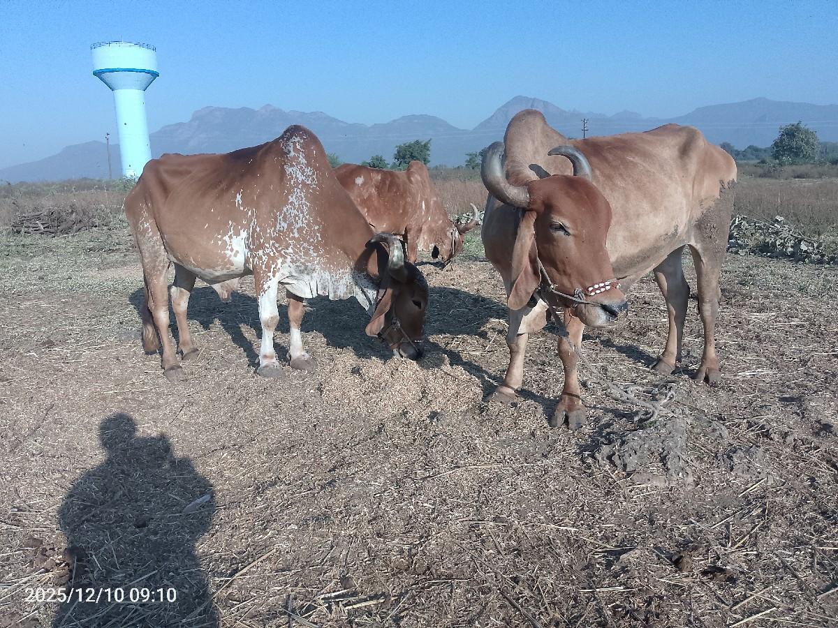 થંબનેલ 3