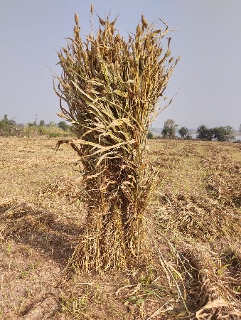 નીરણ વેચવાની છે