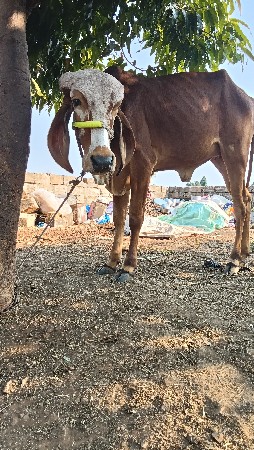 ગીર વાછડી વેચવાની છે