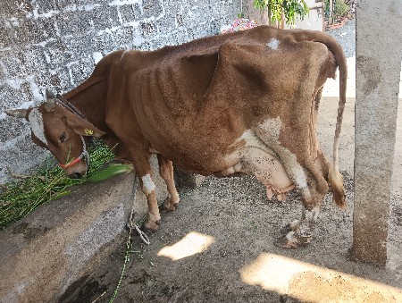 ક્રોસ ગાય દેવાની છે