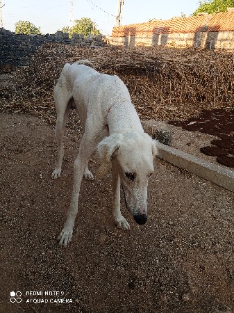 કૂતરો વેચવાનો છે