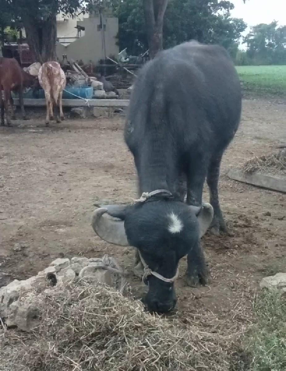 થંબનેલ 3