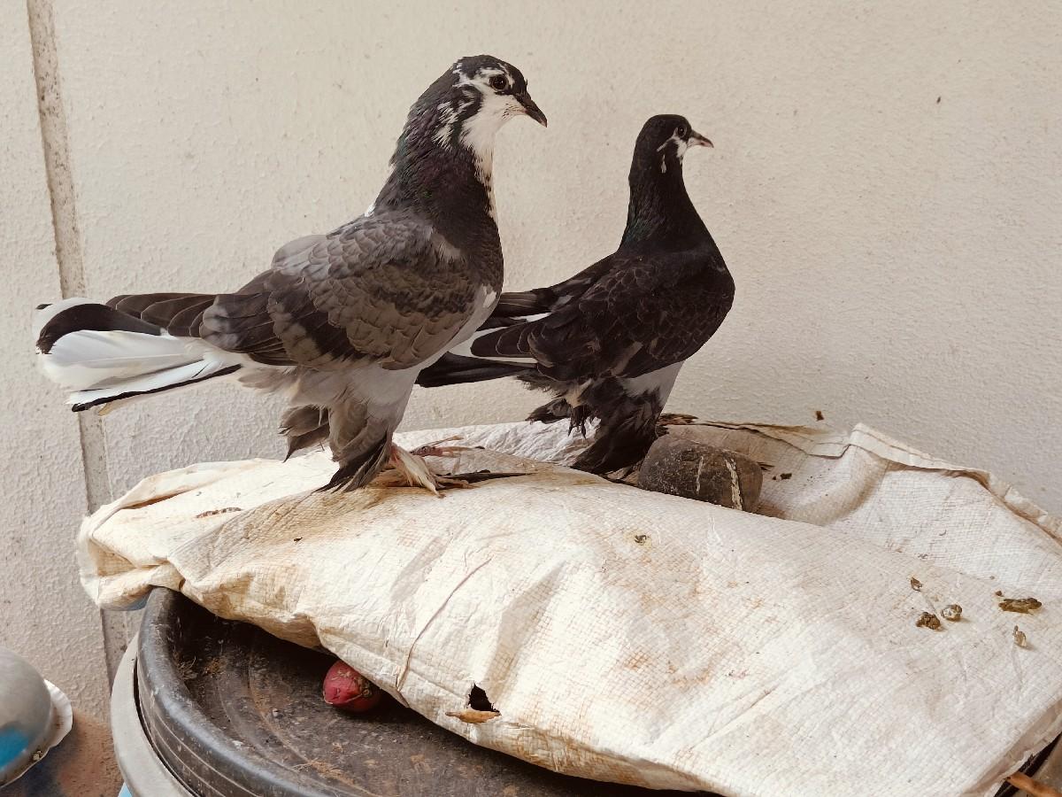 કબૂતર વેચવાના છે.