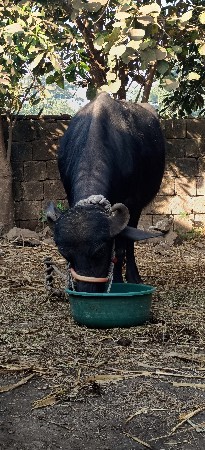 પેલવે તરીખડેલી