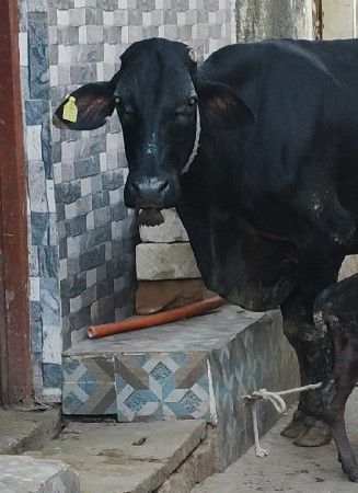 જરસી ગાય