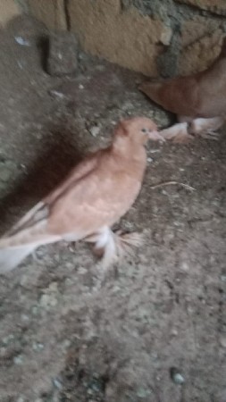 थंबनेल 2