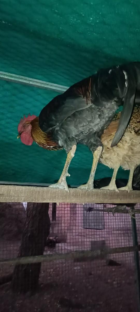 મરઘી મરઘો