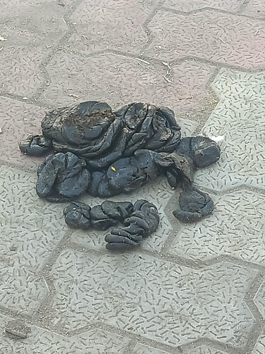 ગાય નો પોદરો વેચવાનો છે