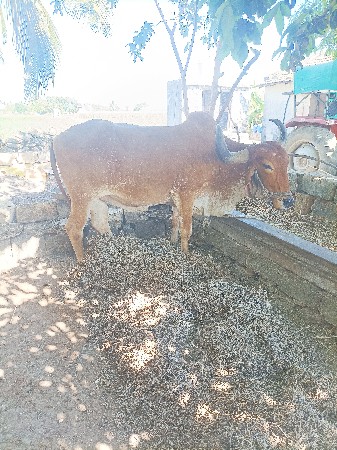 થંબનેલ 3