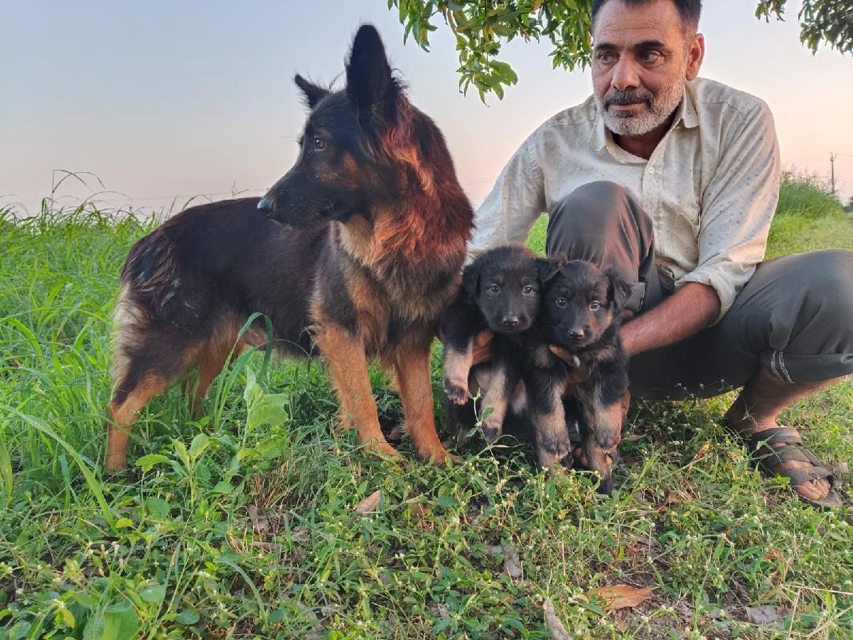 આ પંજાબી બીજ વેશવાના  છે.